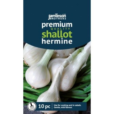 Onion Shallot Hermine Onion Shallot Hermine