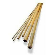Bamboo Cane 8Ft (240cm)