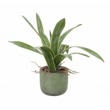 Potted Agave 180x230mm