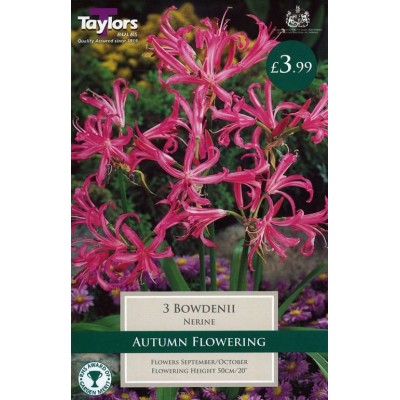 Nerine Bowdenii
