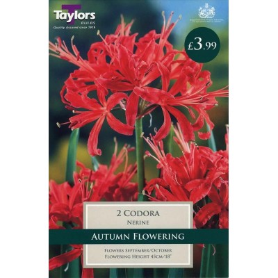 Nerine Codora (2 Pack)
