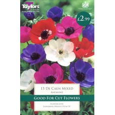 Anemone De Caen Mix