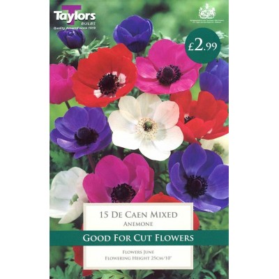 Anemone De Caen Mix