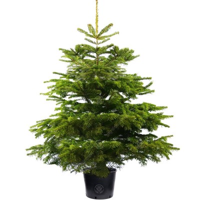 Pot Grown Nordmann Fir Tree 4ft