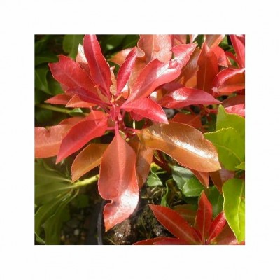 Pieris Mountain Fire in 13cm Pot