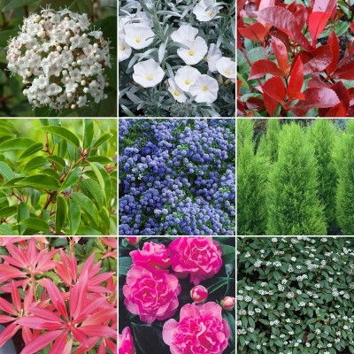 Shrubs Mixed Varieties in 3Ltr Pot
