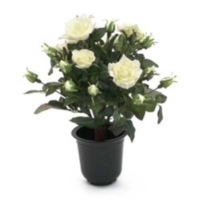 Decorative Rose Shrub Cream