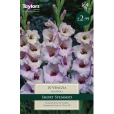 GLADIOLI VENEZIA