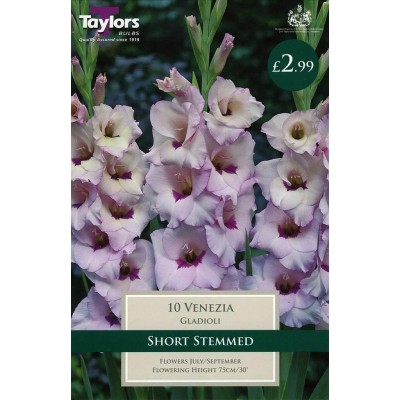 GLADIOLI VENEZIA