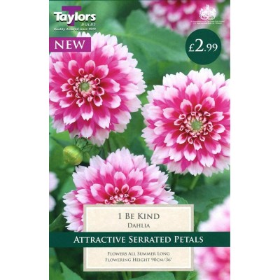 Dahlia Be Kind