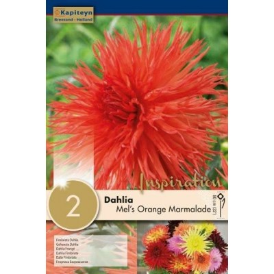 Dahlia Orange Marmalade