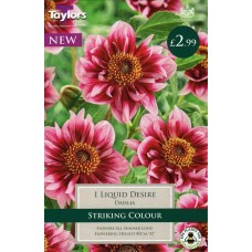 Dahlia Liquid Desire Dahlia Liquid Desire